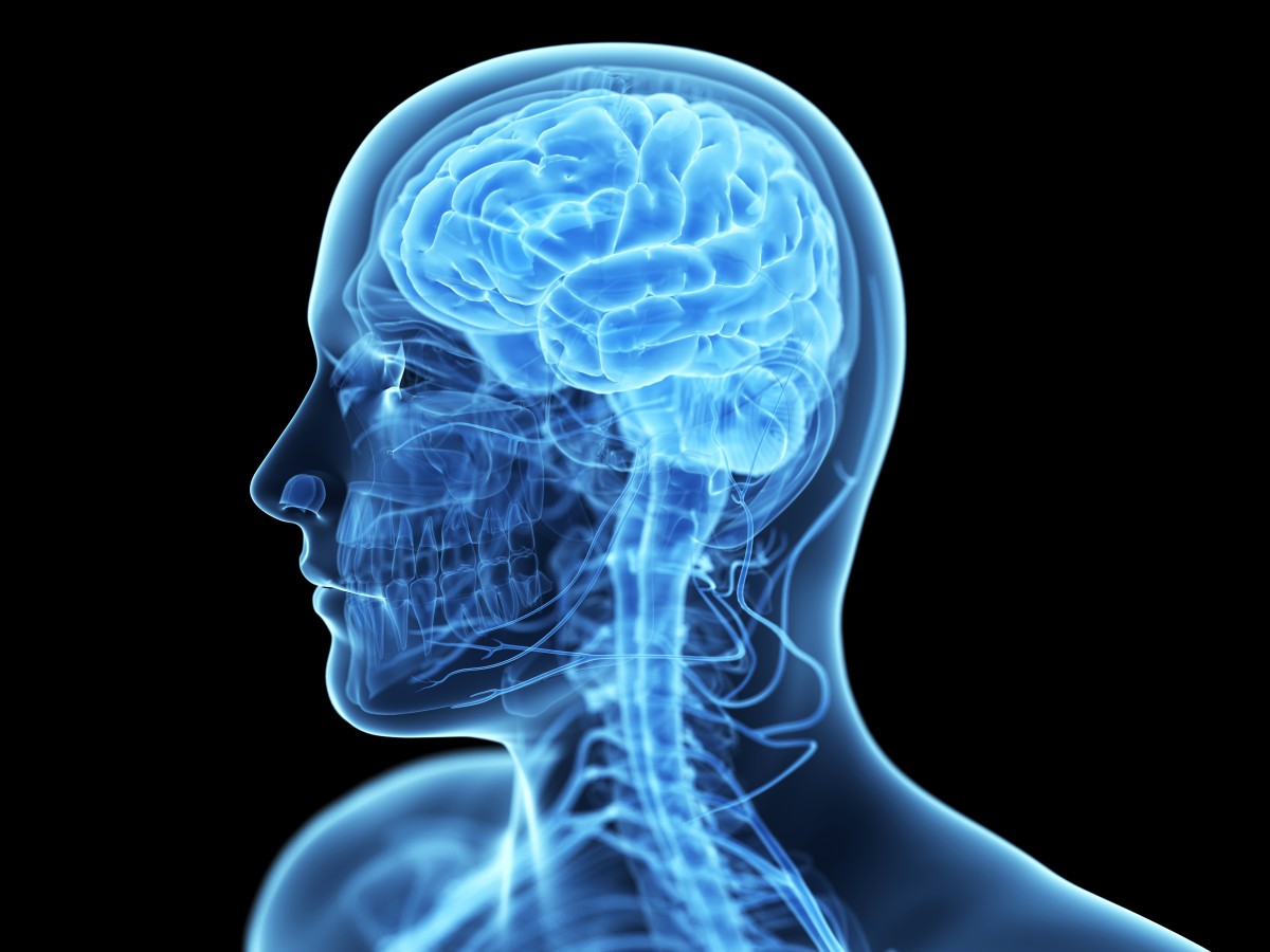 3d rendered illustration of the human brain anatomy