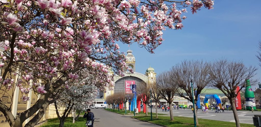 Vårblommor i Prag